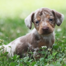 Charlie Dachshund Puppy 605053 Puppyspot