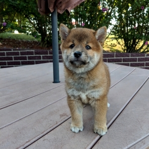 perfect puppy shiba inu