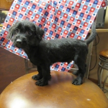 Rex Designer Breeds Puppy 605803 Puppyspot