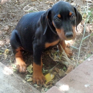 incredible dobermans