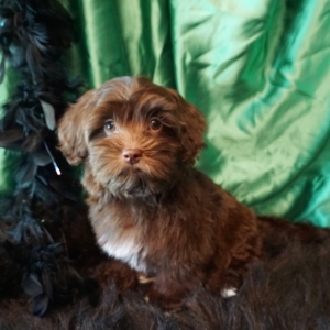 chocolate havanese
