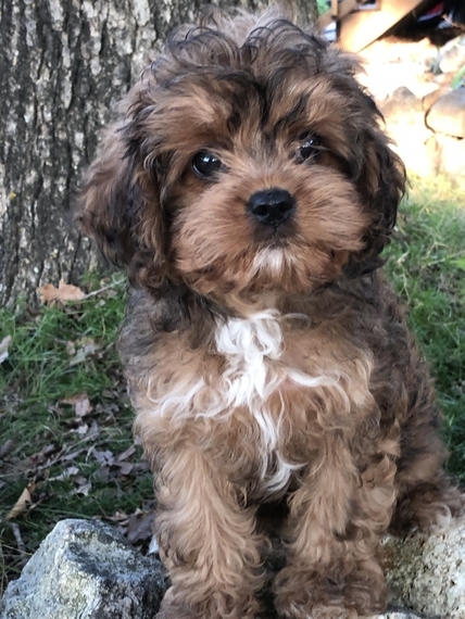 sable cavapoo