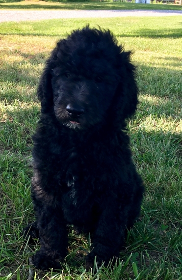 phantom goldendoodle