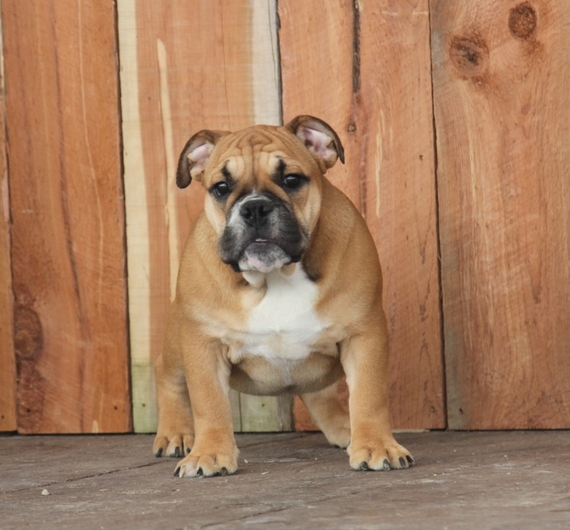 India Bulldog Puppy 610463 Puppyspot