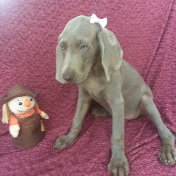 large weimaraner
