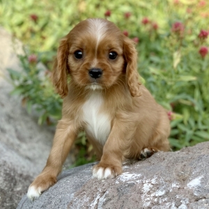 available cavalier puppies