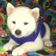 Tsukiya Shiba Inu Puppy 616893 Puppyspot