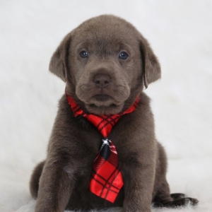 silver bow labradors