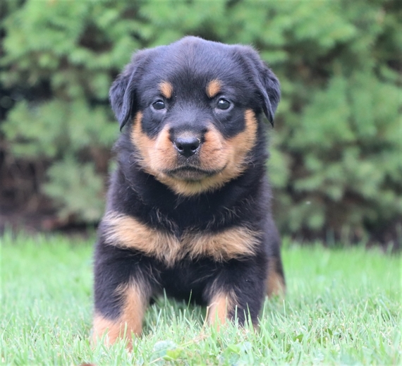 Lillian Rottweiler Puppy 617913 Puppyspot