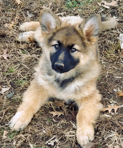 Zena German Shepherd Dog Puppy 619053 Puppyspot