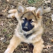 Zena German Shepherd Dog Puppy 619053 Puppyspot