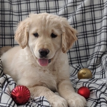 Cami Golden Retriever Puppy 619483 Puppyspot