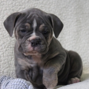 sable olde english bulldogge