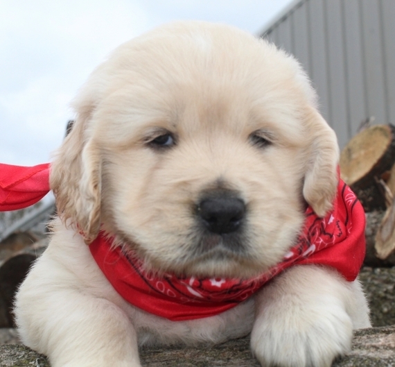 Tink Golden Retriever Puppy 619913 Puppyspot