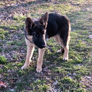 Oakley A Black Red Female German Shepherd Dog Puppy 620543 Puppyspot