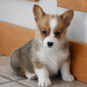 Royal A Black Tan White Female Pembroke Welsh Corgi Puppy 621313 Puppyspot