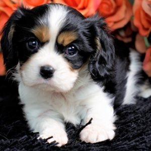 puppyspot cavalier king charles spaniel