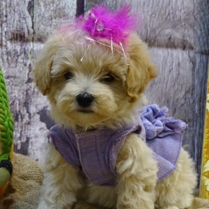 maltipoo clothes