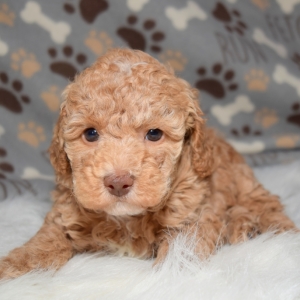 rocky mountain poodles