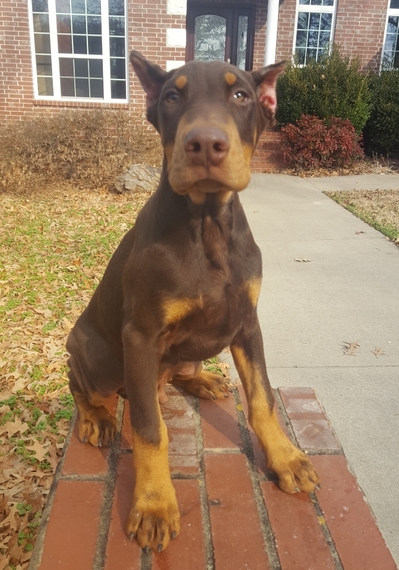 big doberman