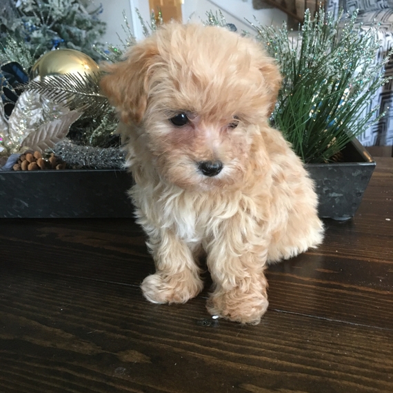 micro maltipoo price