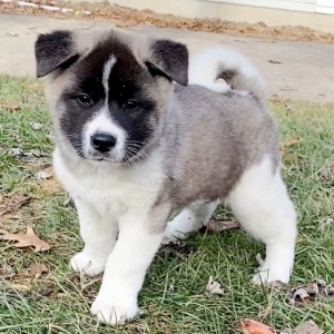 akita dog name