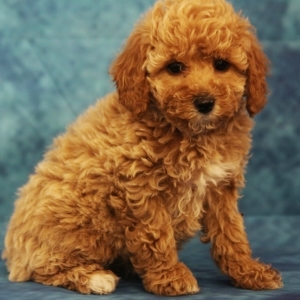 ginger poodle puppy