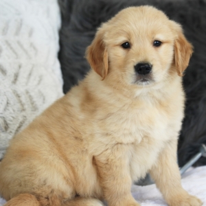Corbin A Golden Male Golden Retriever Puppy 625403 Puppyspot
