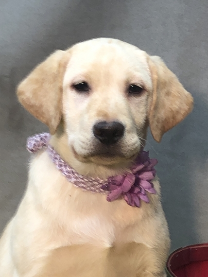 Angel Labrador Retriever Puppy 625533 Puppyspot