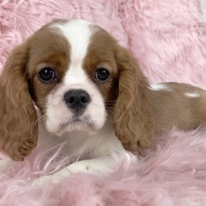 puppyspot cavalier king charles spaniel