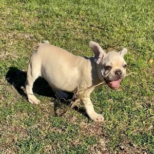sable french bulldog puppy