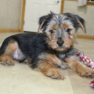 benji terrier