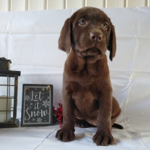 Macy Labrador Retriever Puppy 627083 Puppyspot