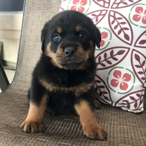 puppyspot rottweiler
