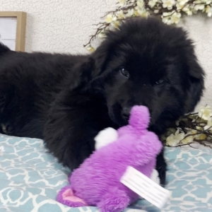 newfoundland breeders utah