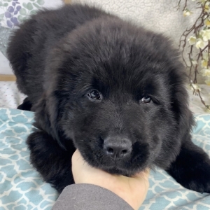 newfoundland breeders utah