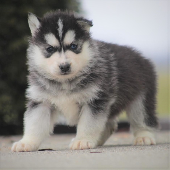 i want a husky puppy