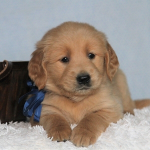 golden retriever bear