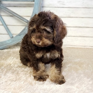 chocolate and tan cockapoo