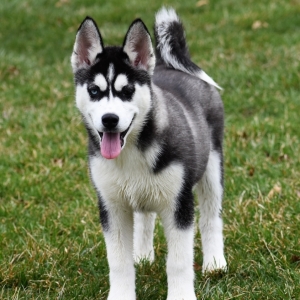s husky