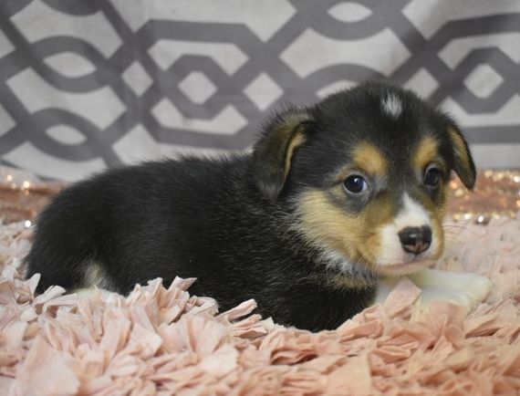 auggie puppies for sale near me