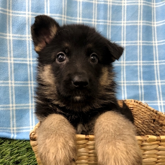 ava puppy large breed