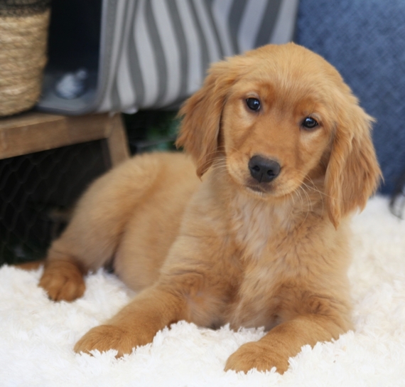 Yuma A Golden Female Golden Retriever Puppy 632413 Puppyspot