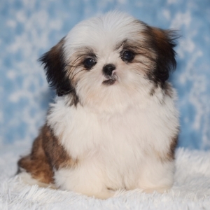 puppyspot shih tzu