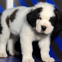 Saint Bernard Breed Characteristics Puppyspot