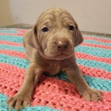 Ellie Weimaraner Puppy 633593 Puppyspot