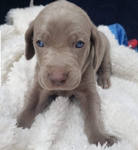 Ellie Weimaraner Puppy 633593 Puppyspot
