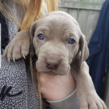 Ellie Weimaraner Puppy 633593 Puppyspot