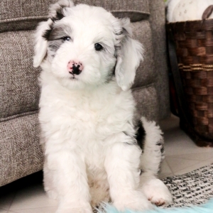 sheepadoodle puppy finder