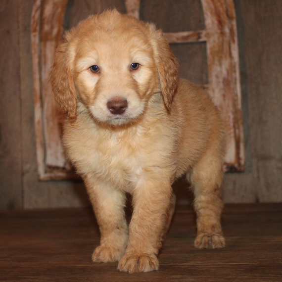 Caramel Goldendoodle Puppy 635673 PuppySpot